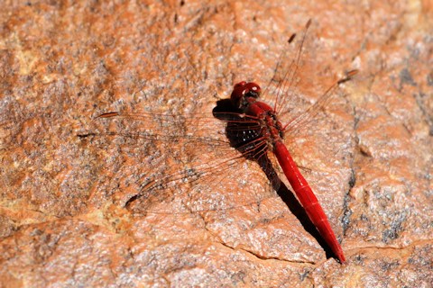 Scarlet Percher (Diplacodes haematodes)